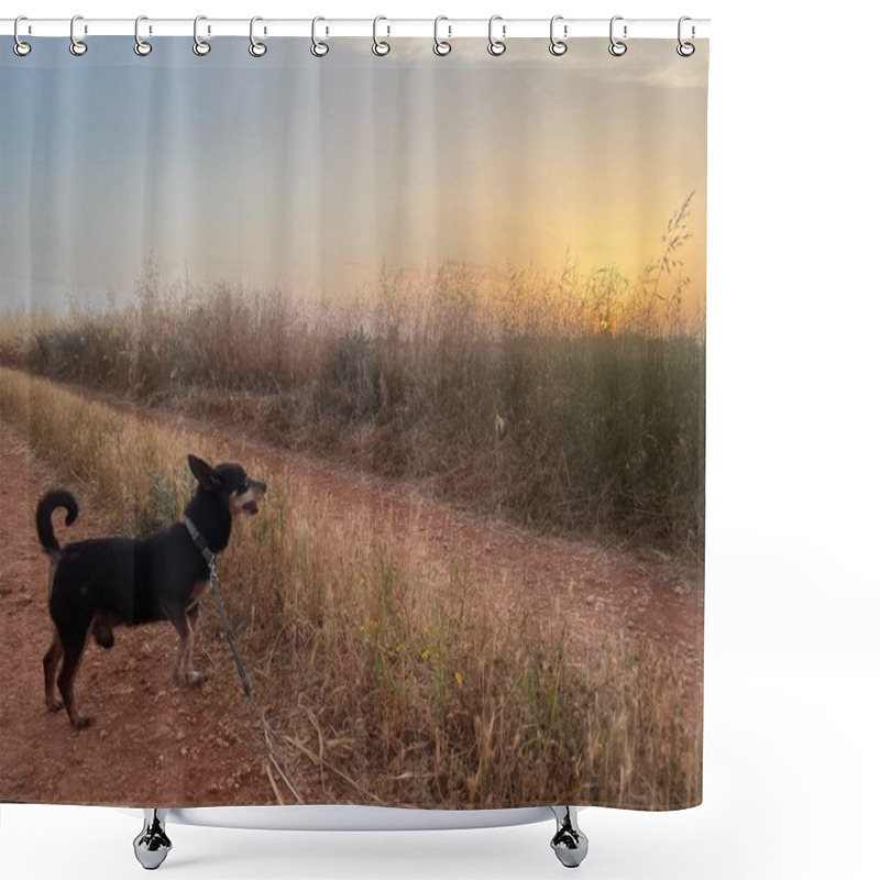 Personality  A Small Dog Stands On The Avgorou Trail In Cyprus, Surrounded By Golden Fields Under A Glowing Sunset. The Tranquil Countryside Offers A Perfect Blend Of Nature, Serenity, And Warmth. Shower Curtains