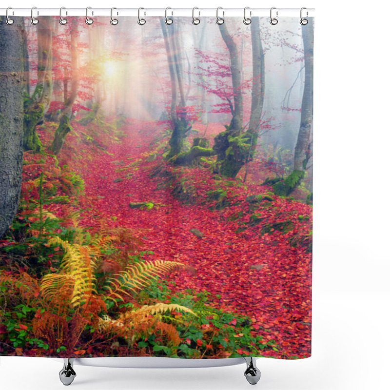 Personality  Beech Forest In Autumn Mountains Shower Curtains