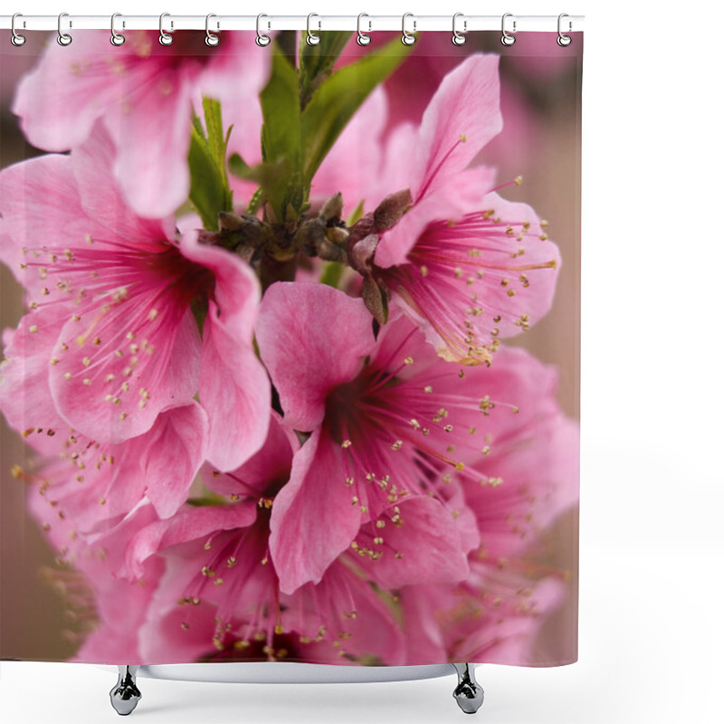 Personality  Pink Peach Blossoms Close Up Sichuan China Shower Curtains