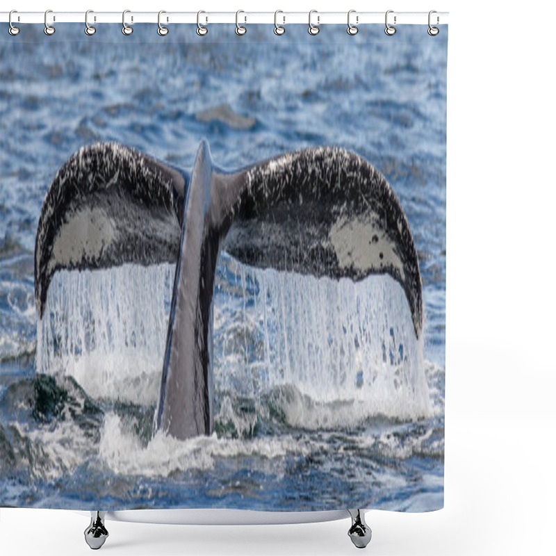 Personality  Tail Of Humpback Whale Shower Curtains