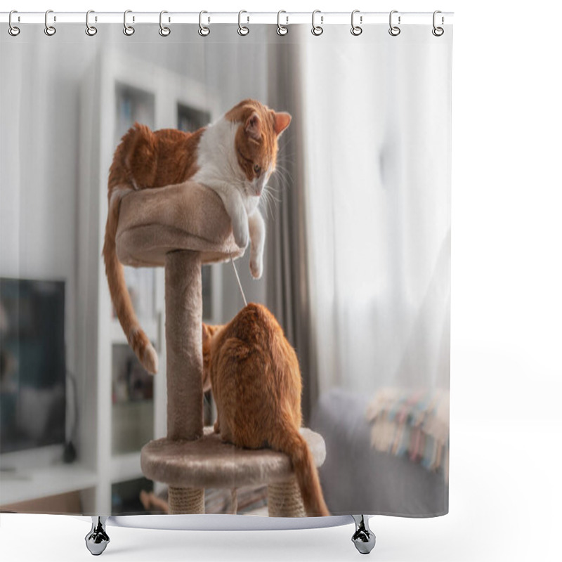 Personality  Brown And White Cat On The Top Of A Scraper Tower, Plays With A Brown Cat Shower Curtains