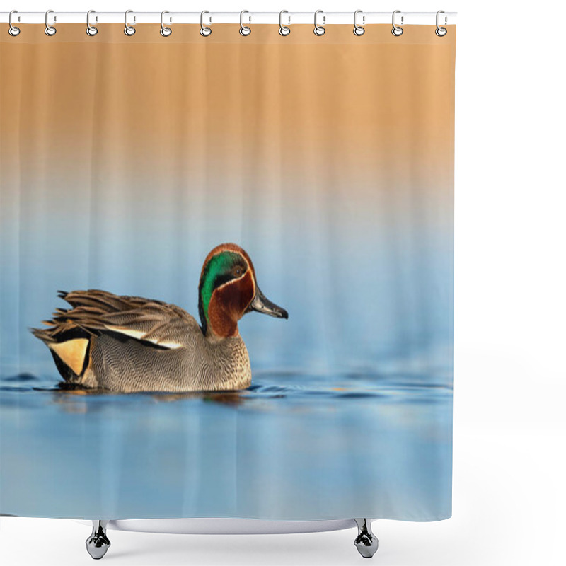 Personality  Eurasian Teal ( Anas Crecca ) Male Close Up In Sunrise Light Shower Curtains