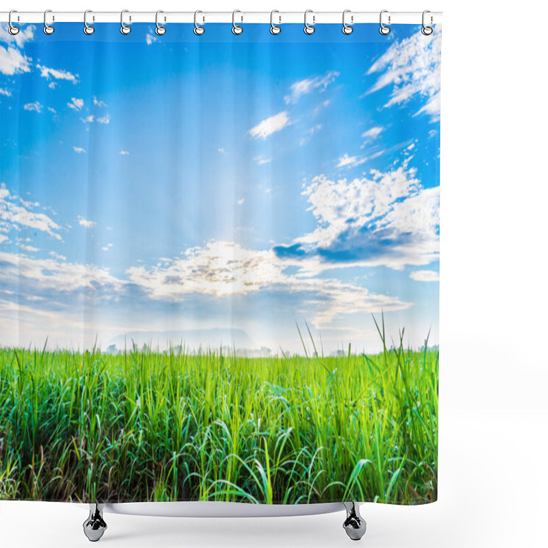 Personality  Sugarcane Plants Grow In Field Shower Curtains