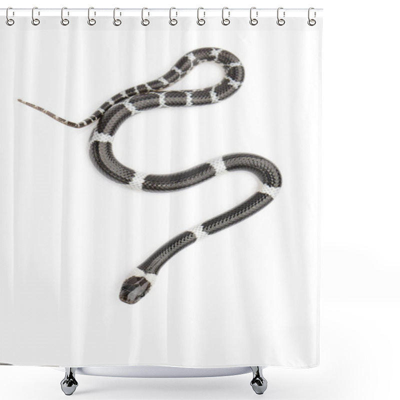 Personality  Image Of Little Snake (Lycodon Laoensis) On White Background., R Shower Curtains