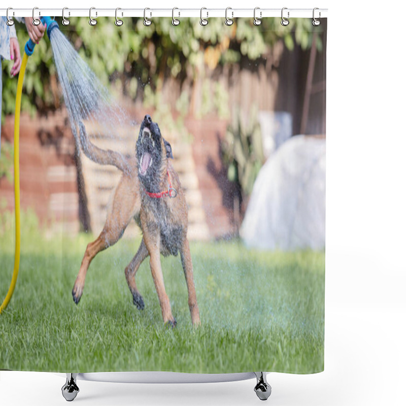 Personality  Malinois Brown Dog Playing With Garden Hose On Green Grass On Garden Background Shower Curtains