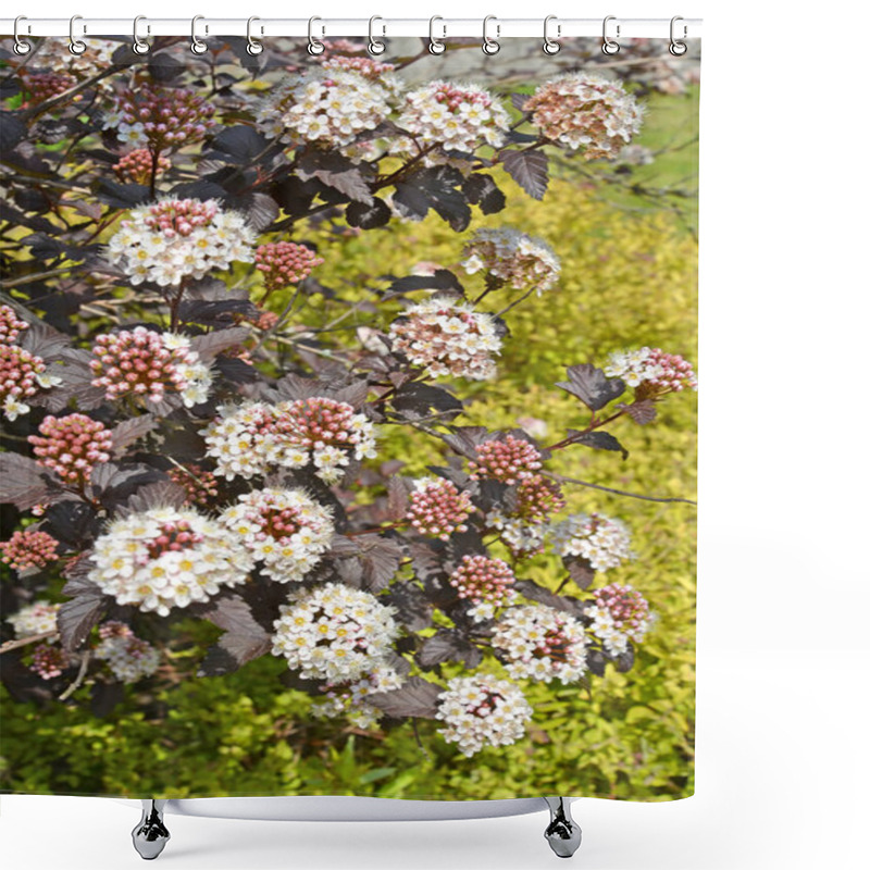 Personality  Inflorescences And Leaves Of The Culinary Bubbler (Physocarpus Opulifolius), Diabolo Or Purpureus Variety Shower Curtains