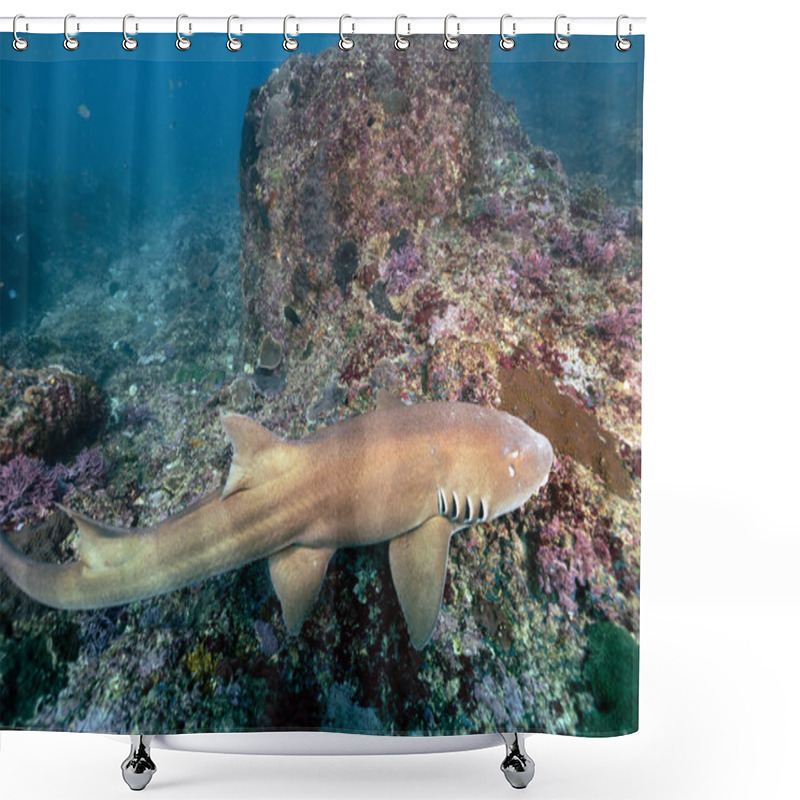 Personality  The Grey Bamboo Shark, Chiloscyllium Griseum, Is A Species Of Carpet Shark In The Family Hemiscylliidae, Found In The Indo-West Pacific Oceans. Scuba Diving Nusa Penida Manta Point In Bali, Indonesia Shower Curtains