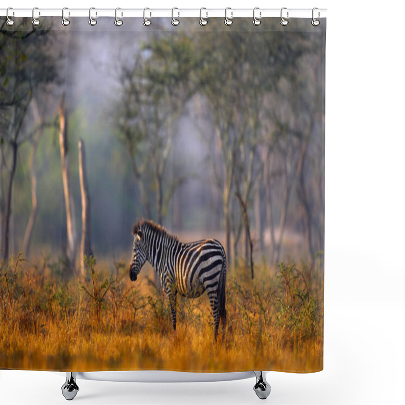 Personality  Africa Fog Morning. Zebra Forest. Zebra With Yellow Golden Grass. Burchell's Zebra, Equus Quagga Burchellii, Nxai Pan National Park, Botswana, Africa. Wild Animal On The Green Meadow. Wildlife Nature. Shower Curtains