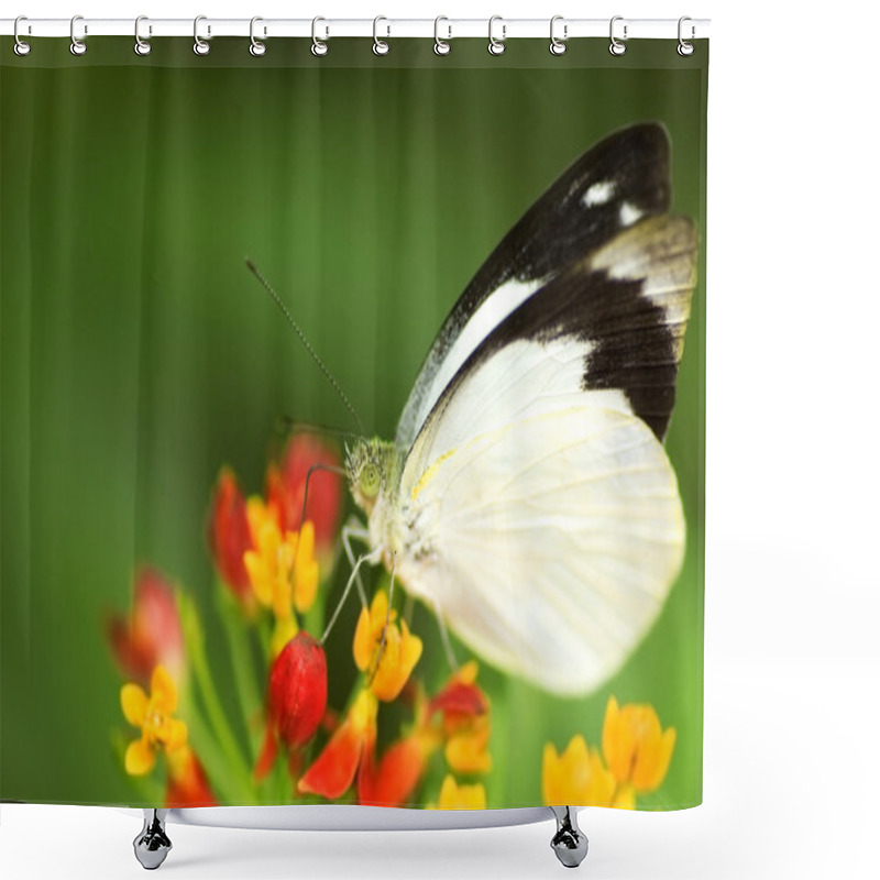 Personality  Butterfly Feeding On Flower Shower Curtains