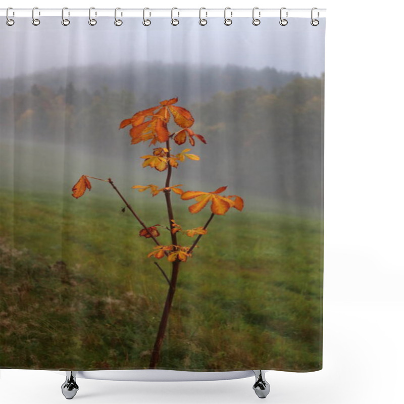 Personality  A Small Maple Tree, With Orange Leaves In The Fog Shower Curtains