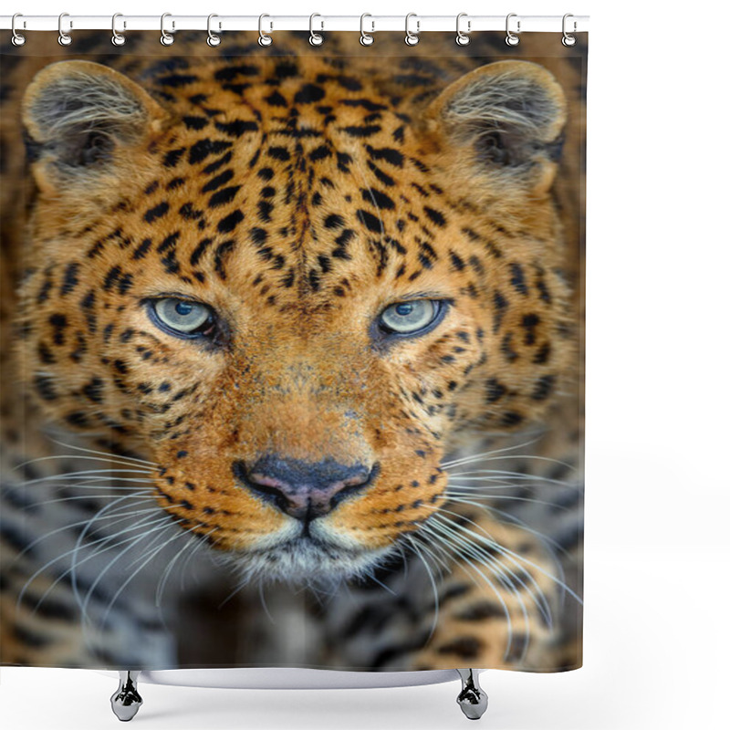 Personality  Portrait Of An Adult Leopard With A Close-up Shower Curtains