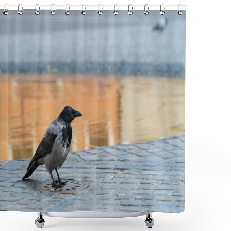 Personality  Crow Among Cigarette Butts Shower Curtains