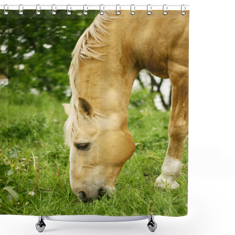 Personality  Palomino Horse Grazing On Grass Shower Curtains