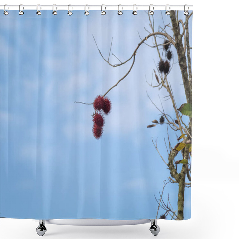 Personality  Rambutan Is Starting To Bear Fruit, Background Of The Sky Shower Curtains