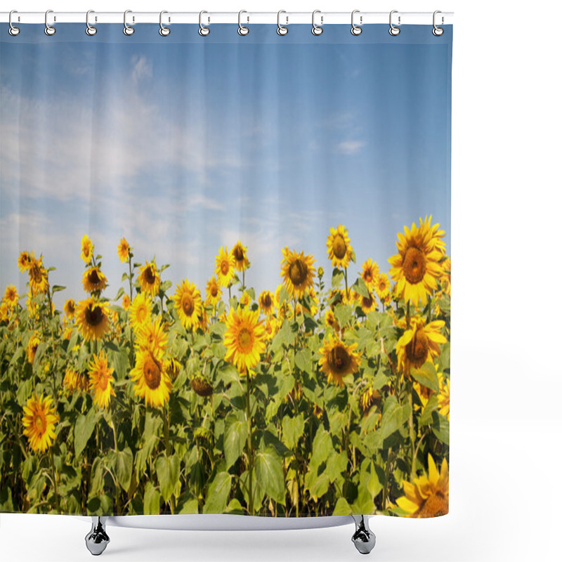 Personality  Blooming Sunflower Shower Curtains