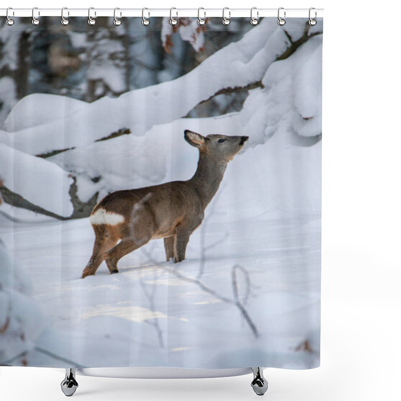 Personality  Portrait Of Wild Roe Deer In The Snow  Shower Curtains