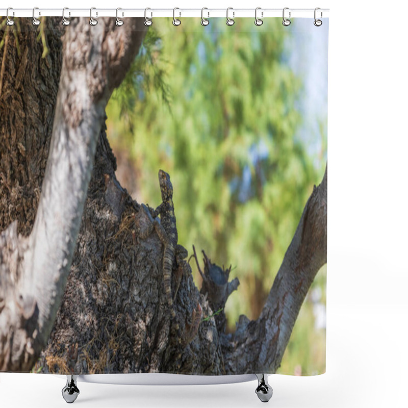 Personality  Small Lizard Among The Stones On The Beach Shower Curtains