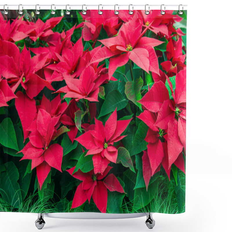 Personality  Traditional Poinsettia Flowers Blooming At Christmas Shower Curtains