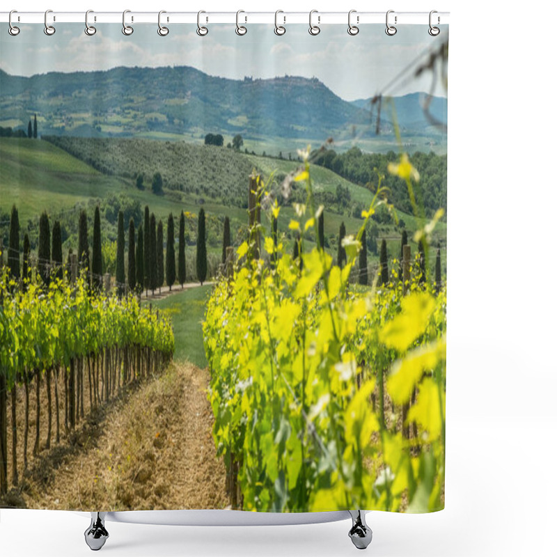 Personality  Vines In Tuscany Shower Curtains