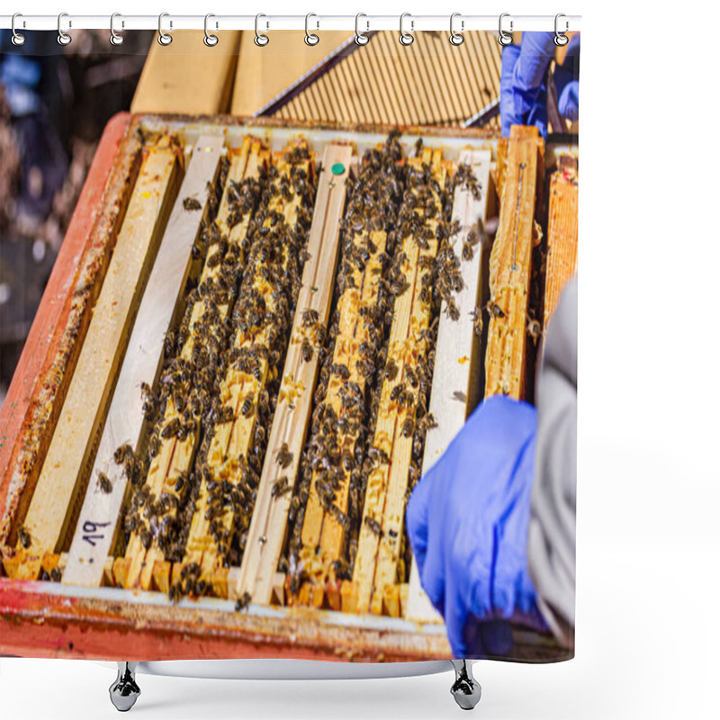 Personality  Hands In Gloves Taking Combs With Honey From Hive Shower Curtains