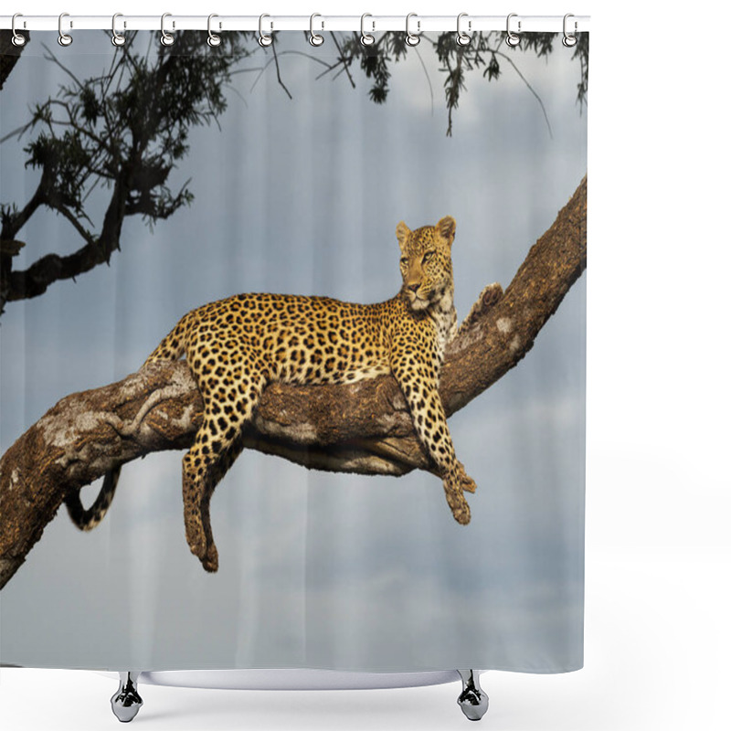 Personality  A Female Leopard Rests In A Tree Far Above The Ground As The Morning Rays Bathe Her Colorful Coat Shower Curtains