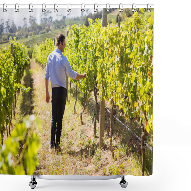 Personality  Vintner Examining Grapes In Vineyard Shower Curtains