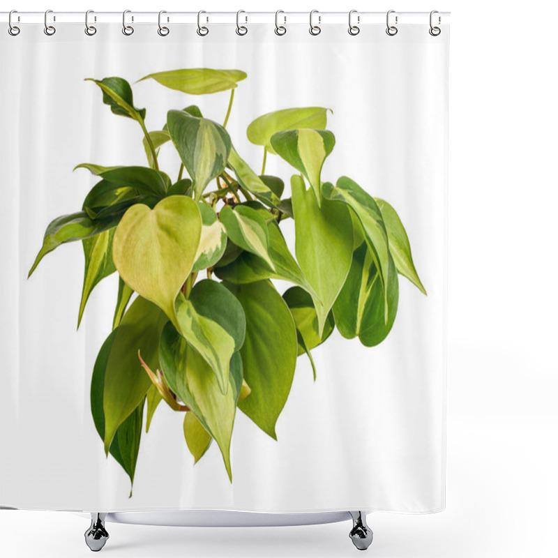 Personality  Philodendron Brasil Leaves, Philodendron Hederaceum Plant, Isolated On White Background, With Clipping Path                               Shower Curtains