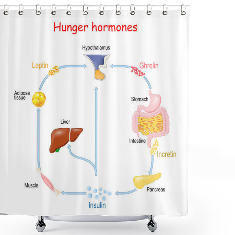 Personality  Hunger Hormones (Insulin, Ghrelin, Incretin, And Leptin). Shower Curtains