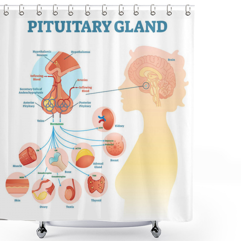 Personality  Pituitary Gland Anatomical Vector Illustration Diagram, Educational Medical Scheme  Shower Curtains