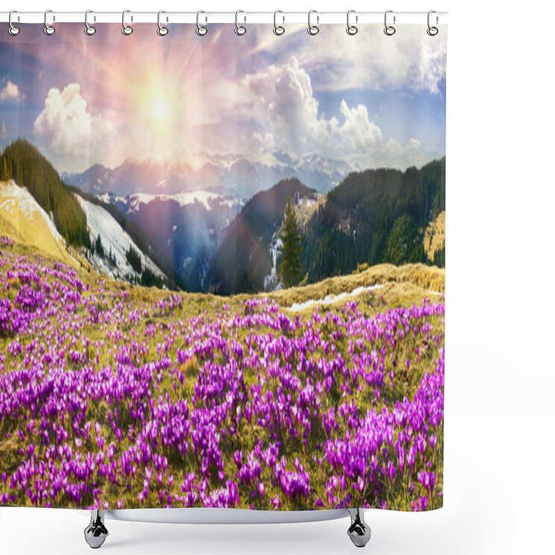 Personality  Crocuses Blooming Under Chernogora Shower Curtains