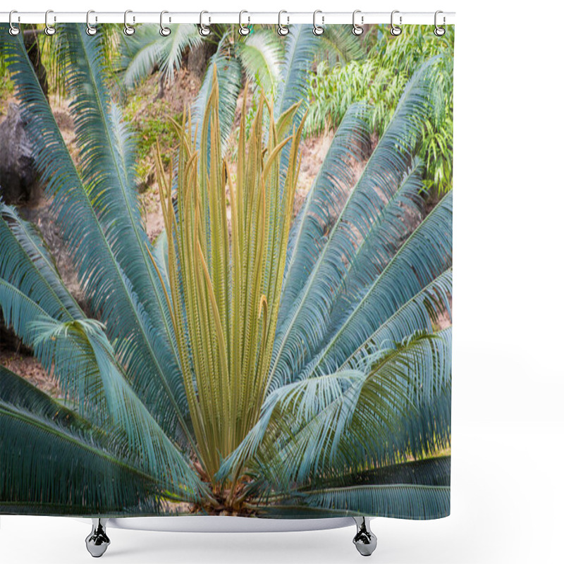 Personality  Garden Cycad Leaf Arrangement For A Green Background Pattern Shower Curtains