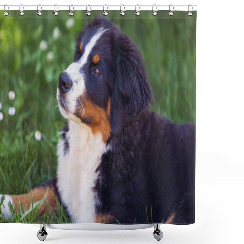 Personality  Bernese Mountain Dog In The Summer Meadow Shower Curtains