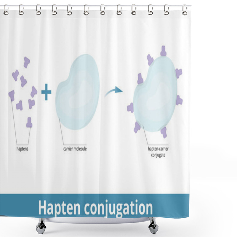 Personality  Hapten Conjugation. Haptens Are Small Molecules That Elicit An Immune Response When Attached To A Large Carrier (protein). Formation Of Immunogenic Carrier Proteins. Shower Curtains