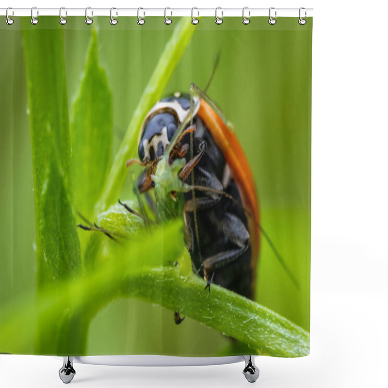 Personality  Ladybug (Coccinella Septempunctata) Eating Its Prey, Which Is An Aphid. Macro, Close Up. Shower Curtains