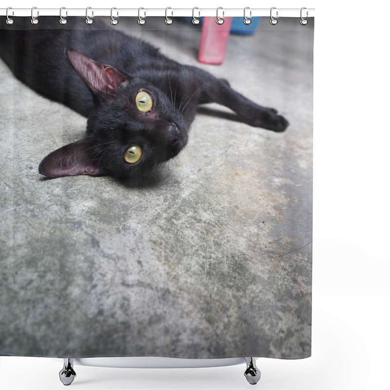 Personality  Black Cat Sleep In The Morning Sun. Shower Curtains