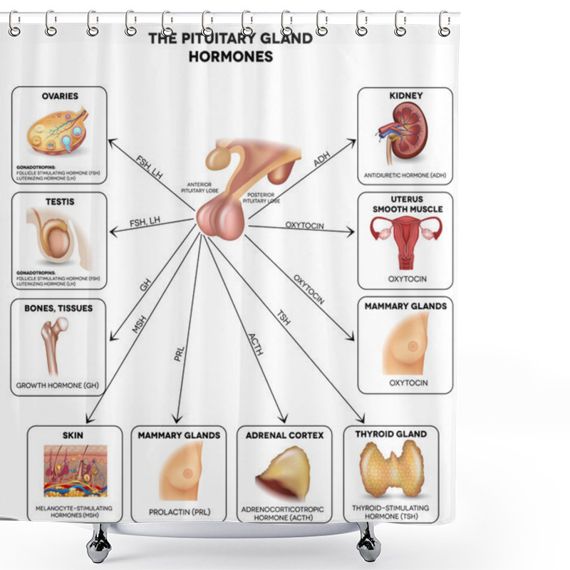 Personality  Pituitary Gland Hormones And Influenced Organs Shower Curtains