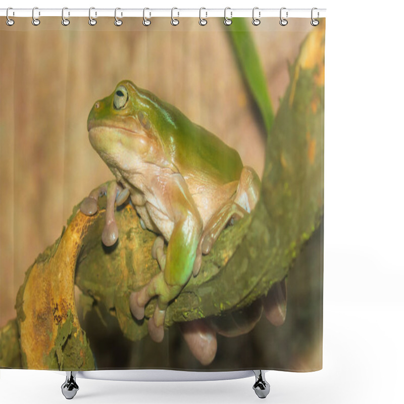 Personality  Green Tropical Frog On A Branch, Close-up Shower Curtains