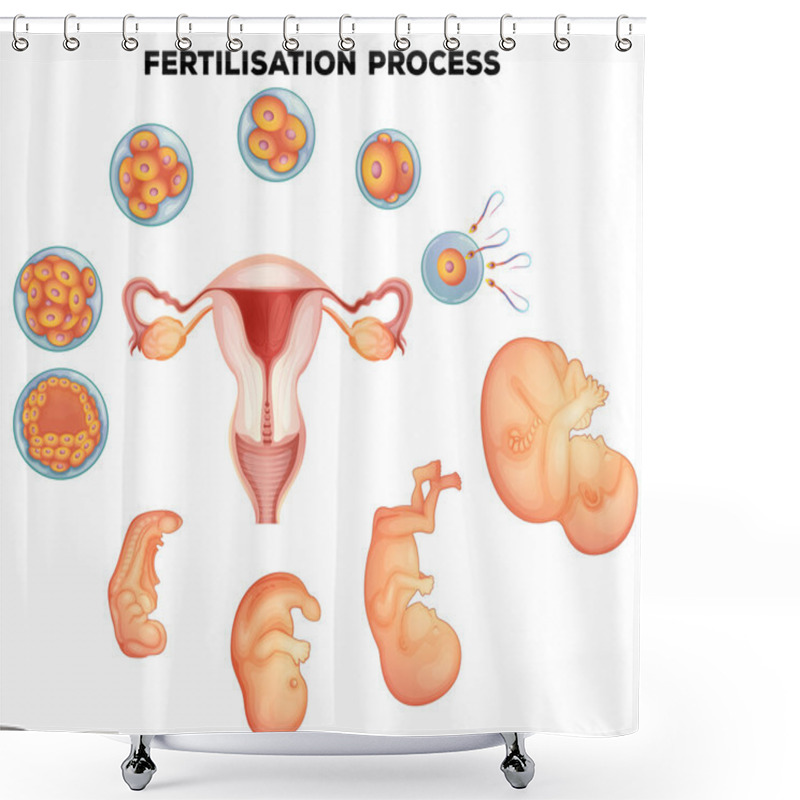 Personality  Fertilisation Process On Human Shower Curtains