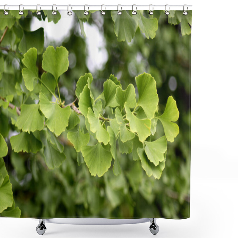 Personality  Ginkgo Biloba Tree Shower Curtains