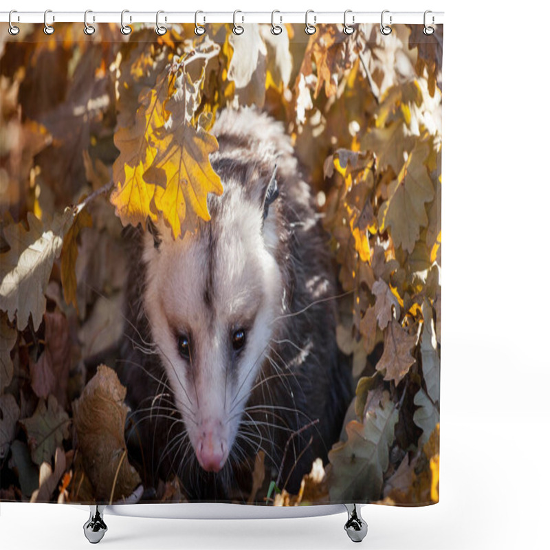 Personality  The Virginia Opossum, Didelphis Virginiana, In Autumn Park Shower Curtains