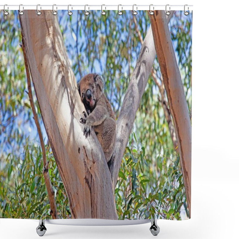 Personality  A Cute Koala Resting In A Eucalyptus Tree On A Sunny Day In Australia, Showcasing Wildlife And Nature During Daytime Shower Curtains