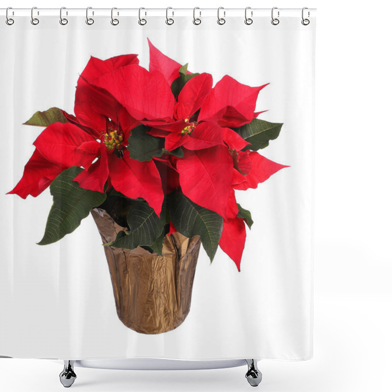 Personality  Red Poinsettia Flower Isolated On White. Christmas Flowers Shower Curtains