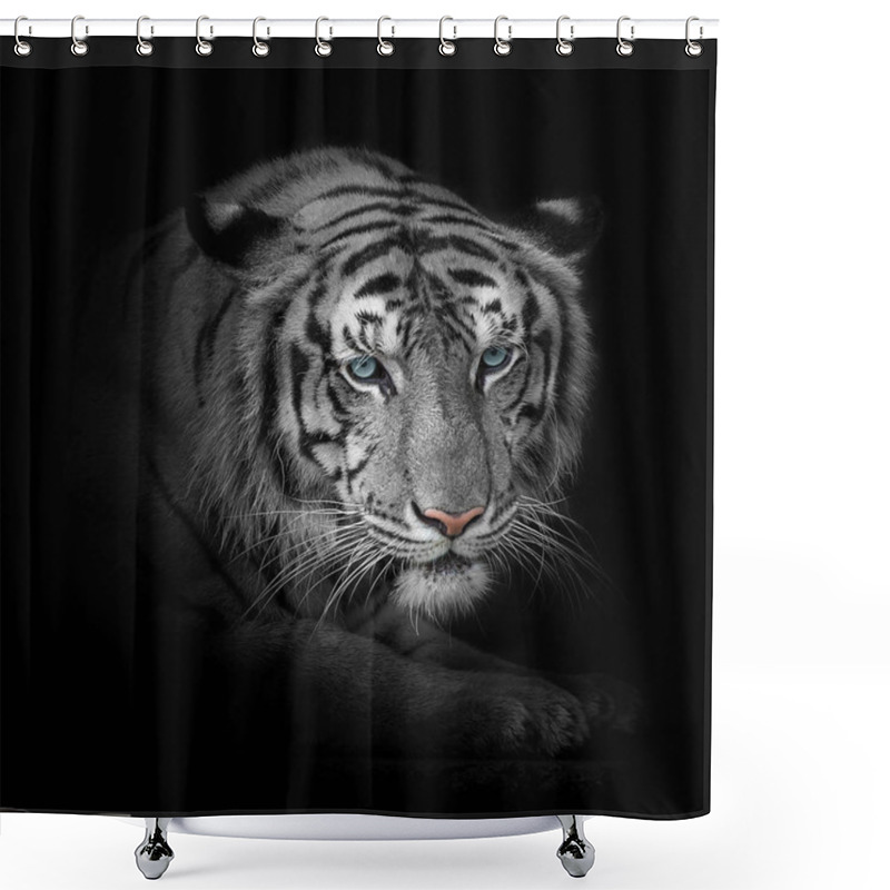 Personality  Close Up White Tiger. Shower Curtains