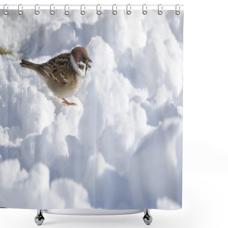 Personality  Eurasian Tree Sparrow Passer Montanus Saturatus Eating On The Frozen Ground. Kushiro Japanese Crane Reserve. Kushiro. Hokkaido. Japan. Shower Curtains