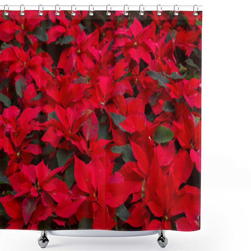 Personality  Garden With Poinsettia Flowers Or Christmas Star Shower Curtains