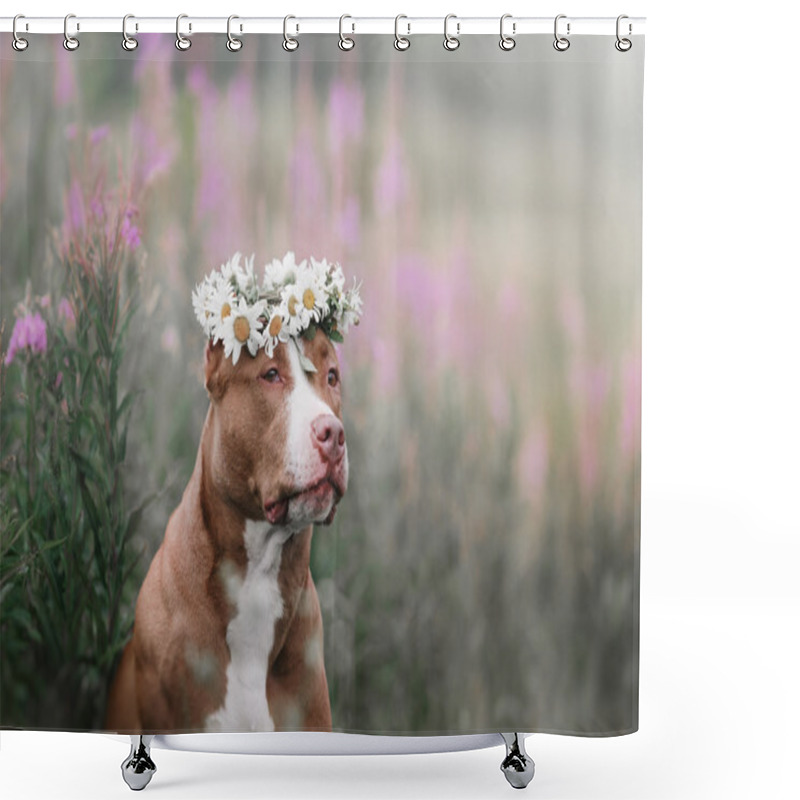 Personality  Cute Pit Bull Dog  Terrier With Daisies Shower Curtains