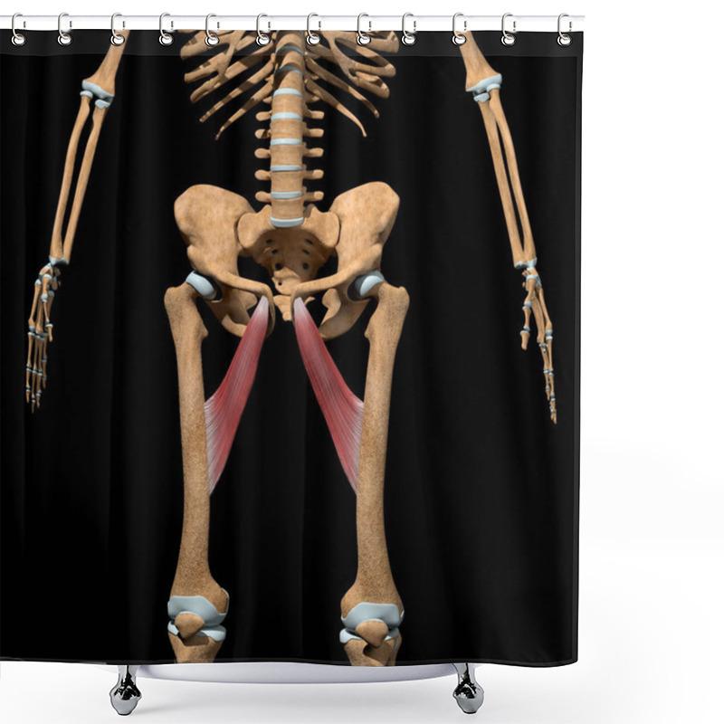 Personality  This 3d Illustration Shows The Adductor Longus Muscles On Skeleton Shower Curtains