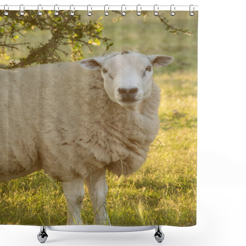 Personality  Free Sheep At Gallery Forest Near Santa Lucia River At Los Cerrillos, Canelones, Uruguay Shower Curtains