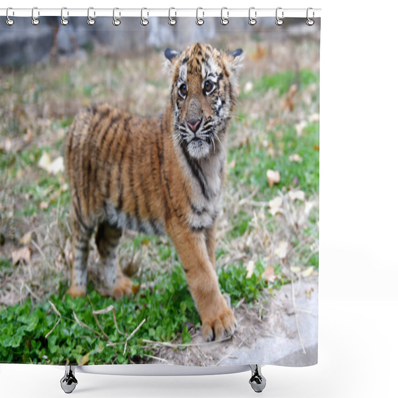 Personality  A South China Tiger Cub Is Seen At A Breeding Base In Luoyang Wangcheng Park In Luoyang City, Central China's Henan Province, 27 November 2018 Shower Curtains