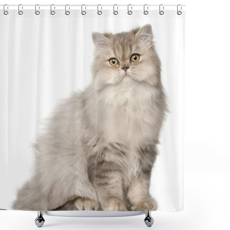 Personality  Persian Cat, Sitting In Front Of White Background Shower Curtains